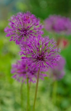 Dekoratif soğan bahçede çiçek açar. Seçici odaklanma. Doğa.