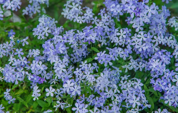 Small Blue Flowers Bloom Selective Focus Nature — Stock Photo, Image