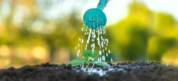 在花园里浇灌植物 有选择的重点 — 图库照片