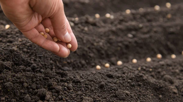 Sow the seeds in the garden into the soil. Selective focus. People.