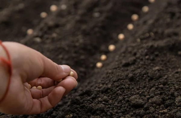 Sow Seeds Garden Soil Selective Focus People — Stock Photo, Image