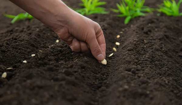 Sow the seeds in the garden into the soil. Selective focus. People.