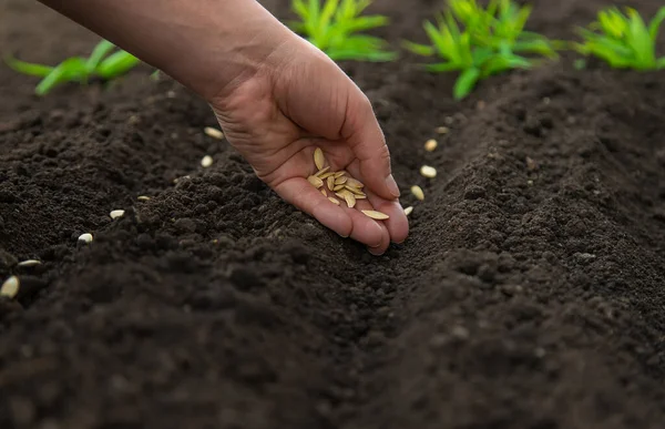 Sow the seeds in the garden into the soil. Selective focus. People.