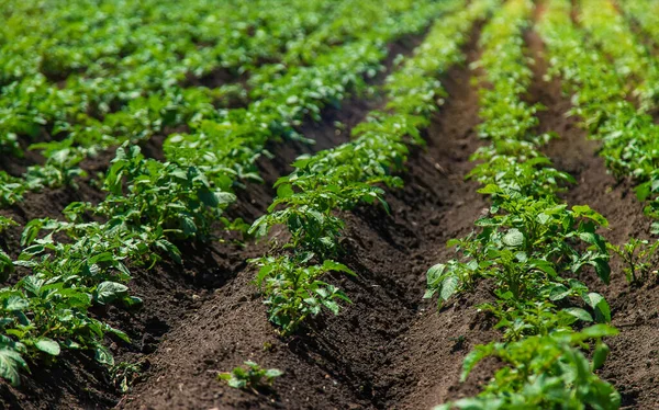 Patates Bahçede Yetişiyor Seçici Odaklanma Doğa — Stok fotoğraf