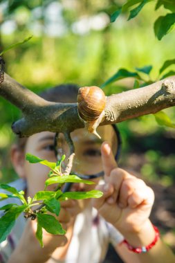 Çocuk ağaçtaki salyangozları inceliyor. Seçici odaklanma. Doğa.