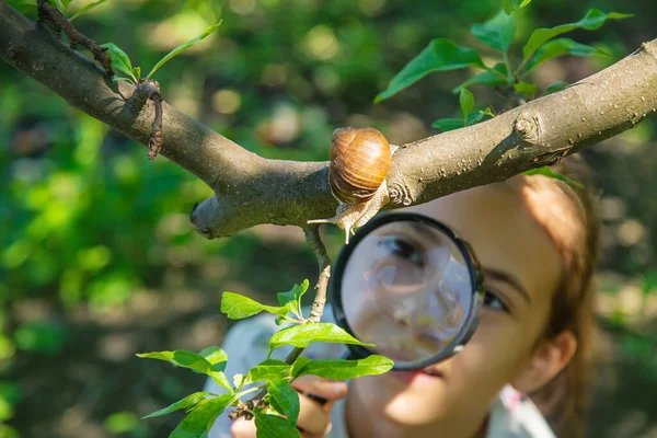 Anak Itu Memeriksa Siput Pohon Fokus Selektif Alam — Stok Foto