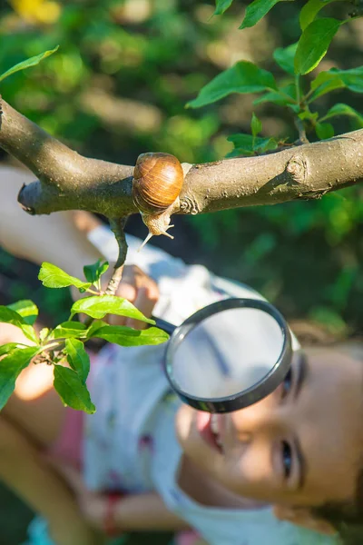 Bambino Esamina Lumache Sull Albero Concentrazione Selettiva Natura — Foto Stock