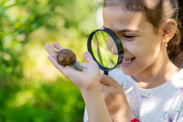 Child Examines Snails Tree Selective Focus Nature — Stock Photo, Image