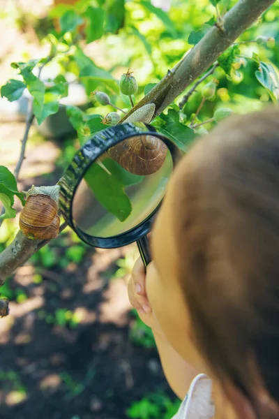 Bambino Esamina Lumache Sull Albero Concentrazione Selettiva Natura — Foto Stock