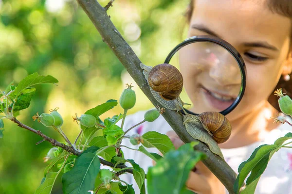 Anak Itu Memeriksa Siput Pohon Fokus Selektif Alam — Stok Foto