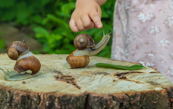 Child Examines Snails Tree Selective Focus Kid — Stock Photo, Image