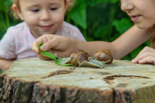 Ребенок Осматривает Улиток Дереве Выборочный Фокус Kid — стоковое фото