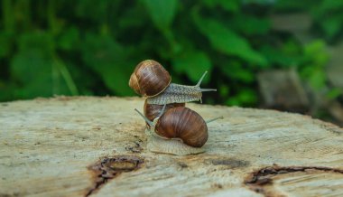 Ağaçtaki salyangozlar. Seçici odaklanma. Doğa.