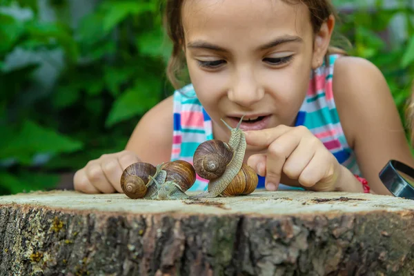 Child Examines Snails Tree Selective Focus Kid — Stock Photo, Image