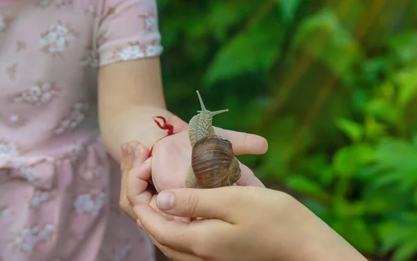 Child Examines Snails Tree Selective Focus Kid — Stock Photo, Image