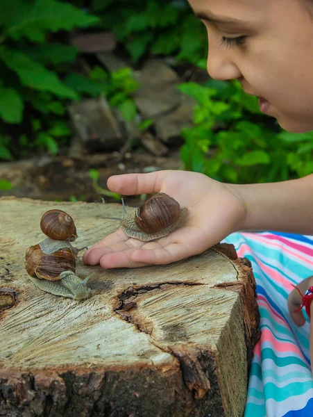 Child Examines Snails Tree Selective Focus Kid — Stock Photo, Image