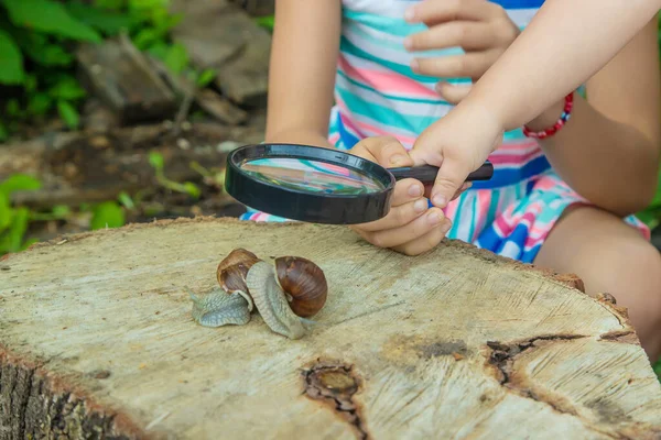 Enfant Examine Les Escargots Sur Arbre Concentration Sélective Enfant — Photo