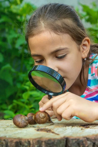 Criança Examina Caracóis Árvore Foco Seletivo Miúdo — Fotografia de Stock