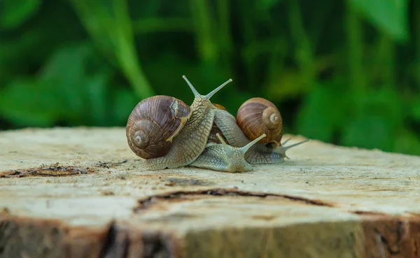 自然界中的蜗牛在树上 有选择的重点 — 图库照片