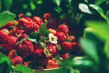 Bahçeden çilek toplayın. Seçici odaklanma. Yiyecek..