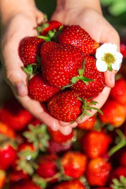 Bir çocuk bahçede çilek topluyor. Seçici odaklanma. Çocuk.
