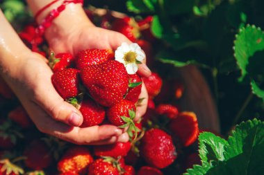 Bir çocuk bahçede çilek topluyor. Seçici odaklanma. Çocuk.
