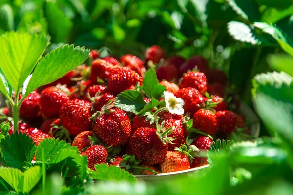 Raccogli Fragole Giardino Concentrazione Selettiva Alimenti — Foto Stock