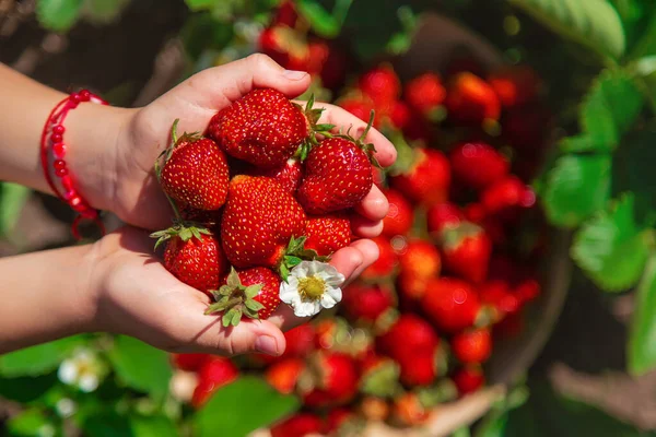 Child Harvests Strawberries Garden Selective Focus Kid — Stock Photo, Image