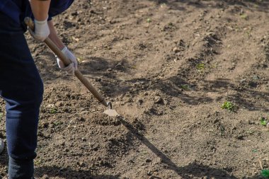 Bir adam bahçedeki toprağı kazıyor. Seçici odaklanma. Doğa.