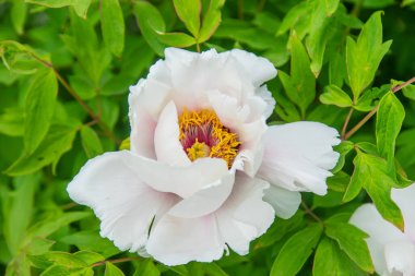 Ağaç şakayığı çalı beyazı açar. Seçici odaklanma. Doğa.