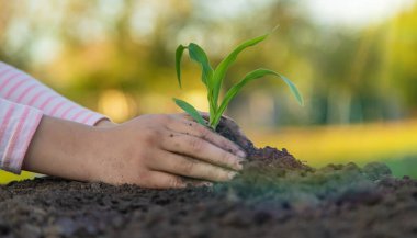 Çocuk bahçeye bir bitki ekiyor. Seçici odaklanma. Çocuk.