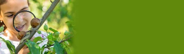 Das Kind Untersucht Die Schnecken Auf Dem Baum Selektiver Fokus — Stockfoto