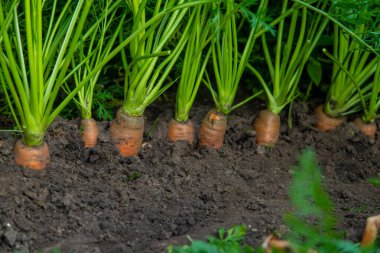 Havuçlar bahçede yetişir. Seçici odaklanma. Doğa.
