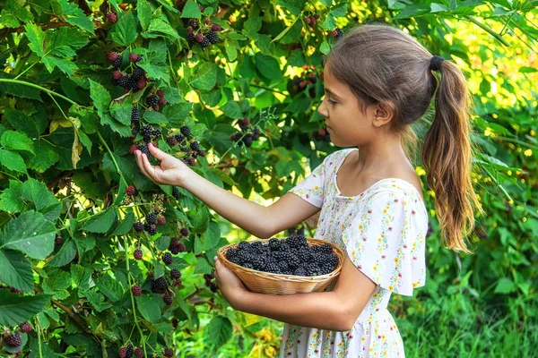 Anak Itu Memanen Blackberry Kebun Fokus Selektif Makanan — Stok Foto