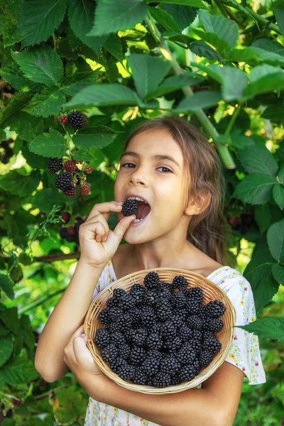 那孩子正在花园里采摘黑莓 有选择的重点 — 图库照片