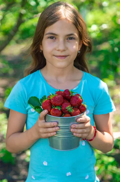 Bambino Raccoglie Fragole Giardino Concentrazione Selettiva Ragazzo — Foto Stock