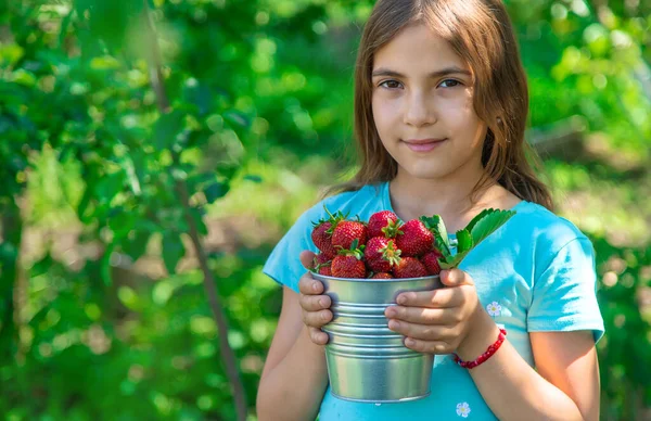 Ребенок Собирает Клубнику Саду Выборочный Фокус Kid — стоковое фото