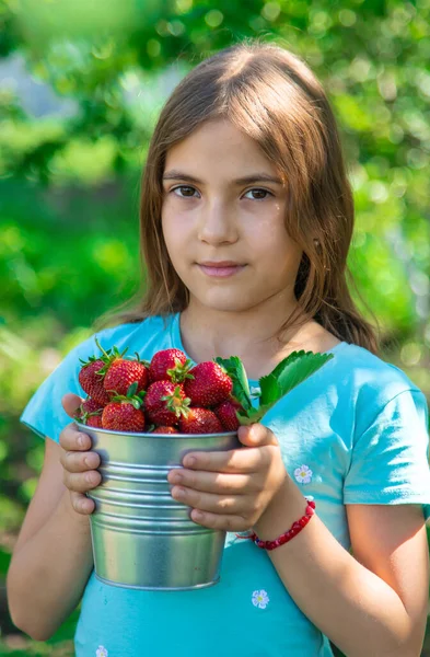 Uma Criança Colhe Morangos Jardim Foco Seletivo Miúdo — Fotografia de Stock