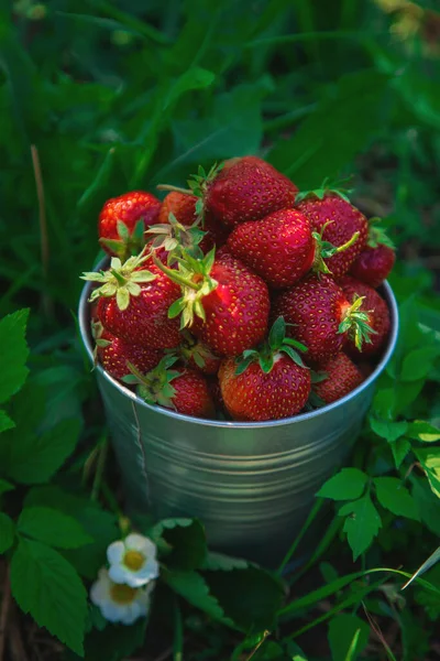 Raccogli Fragole Giardino Concentrazione Selettiva Alimenti — Foto Stock