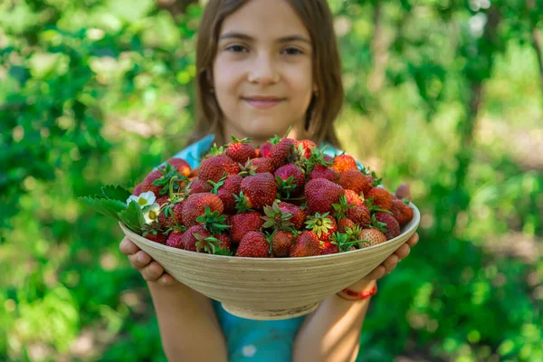 一个孩子在花园里收获草莓 有选择的重点 — 图库照片