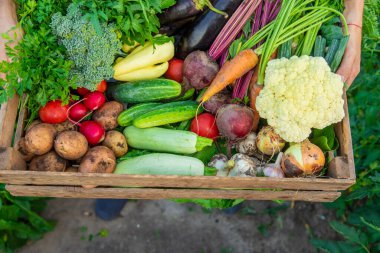 Çiftçi bir adam bahçede sebzeleri elinde tutuyor. Seçici odaklanma. Yiyecek..
