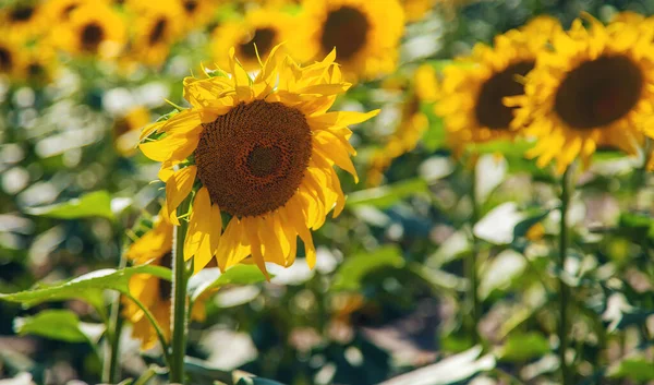 Campo Girassol Floresce Verão Foco Seletivo Natureza — Fotografia de Stock