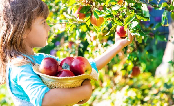 Çocuk Çocuk Bir Elma Ile Seçici Odak Bahçe Gıda — Stok fotoğraf