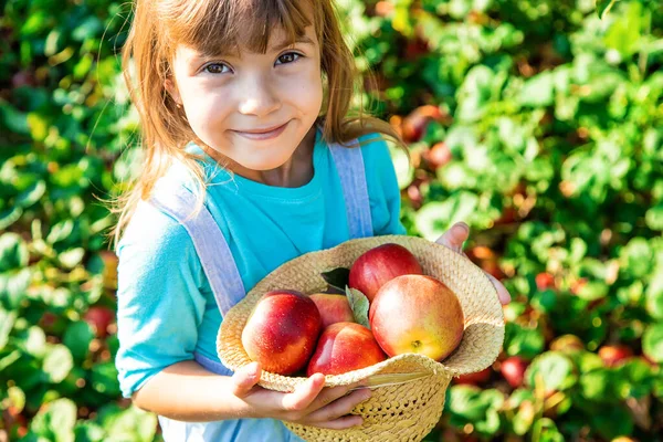 孩子带着一个苹果 选择性对焦 花园食品 — 图库照片