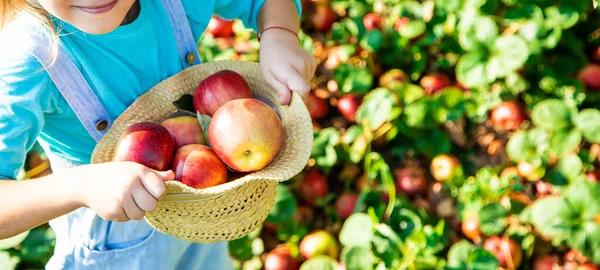 Barn Med Barn Med Ett Äpple Selektivt Fokus Trädgård Mat — Stockfoto