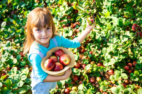 Anak Dengan Anak Dengan Apel Fokus Selektif Makanan Taman — Stok Foto