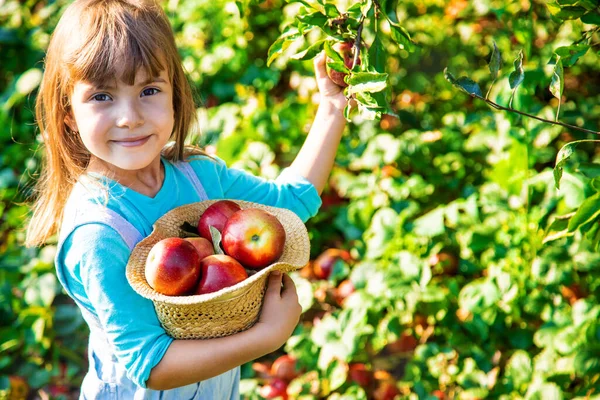 Criança Com Criança Com Uma Maçã Foco Seletivo Comida Jardim — Fotografia de Stock