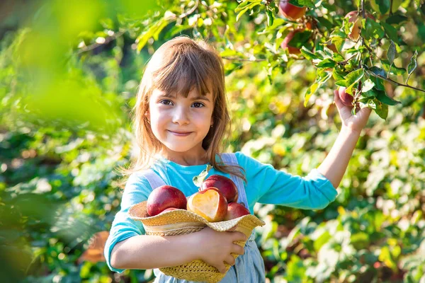 Criança Com Criança Com Uma Maçã Foco Seletivo Comida Jardim — Fotografia de Stock