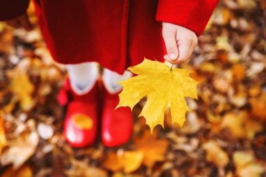güzel sonbahar yaprakları. Altın Sonbahar. Seçici odak doğa