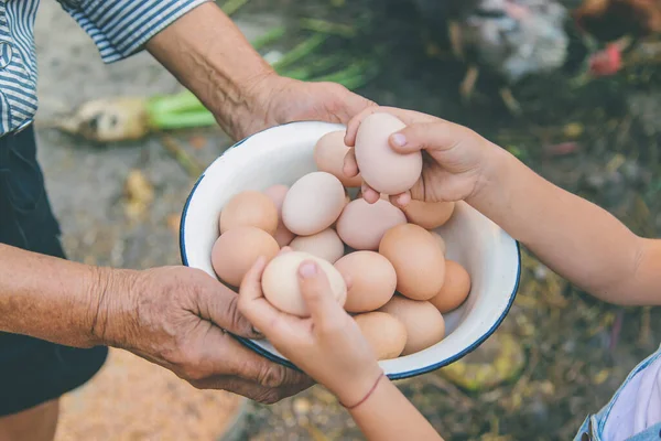 Telur Buatan Sendiri Tangan Nenek Fokus Selektif Alam — Stok Foto